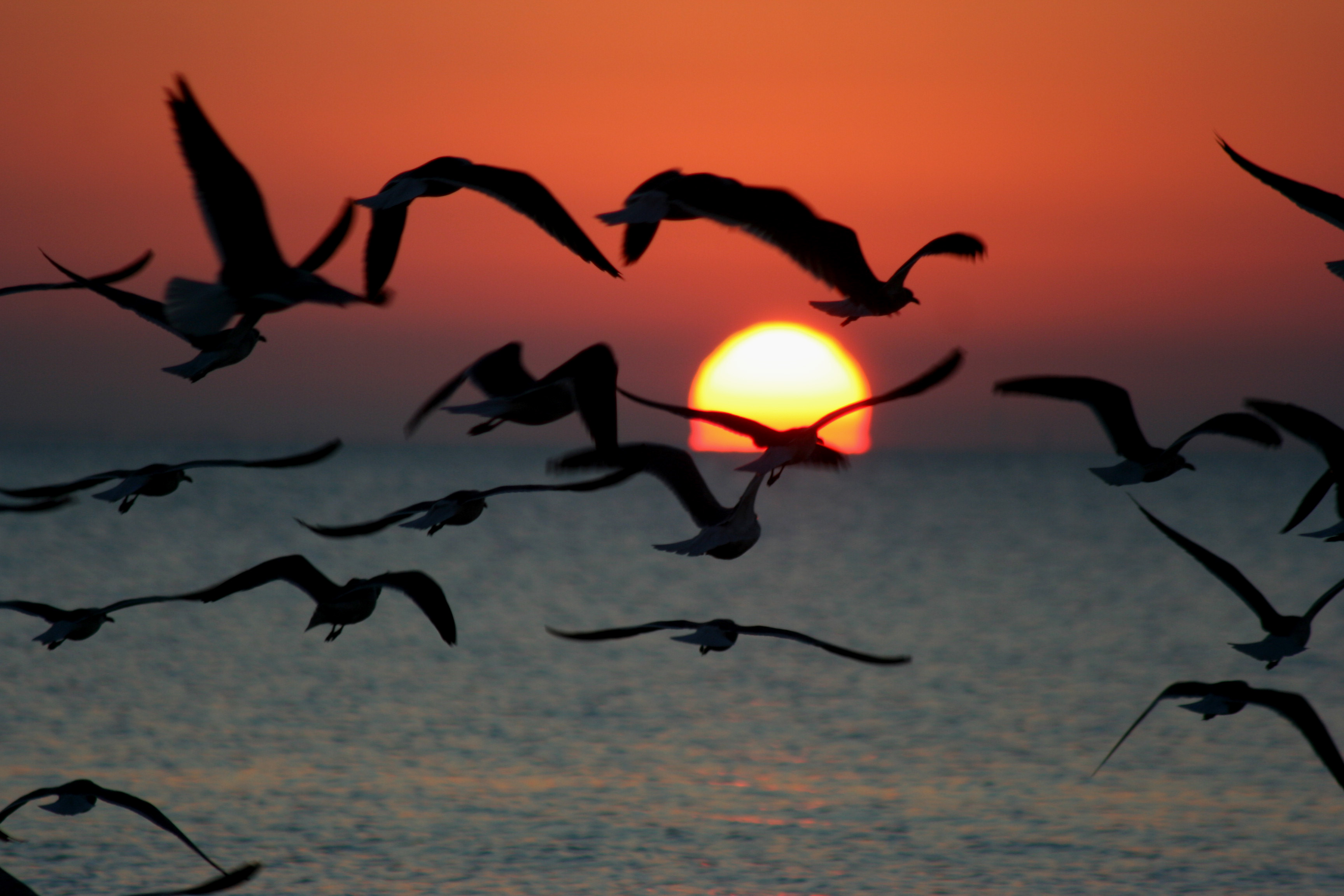 стая птиц на морском закате бесплатно